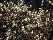 ݂͂5525̑͌sKY{~̓eʐ^3