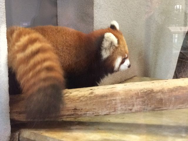 ���b�T�[�p���_���؂̖_��o��l�q_�~�R������