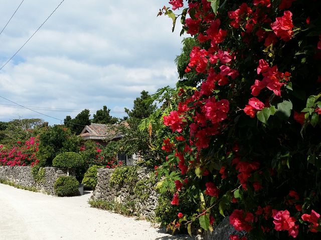 �u�[�Q���r���A�̓��ɂ�_���d�R�ό��t�F���[