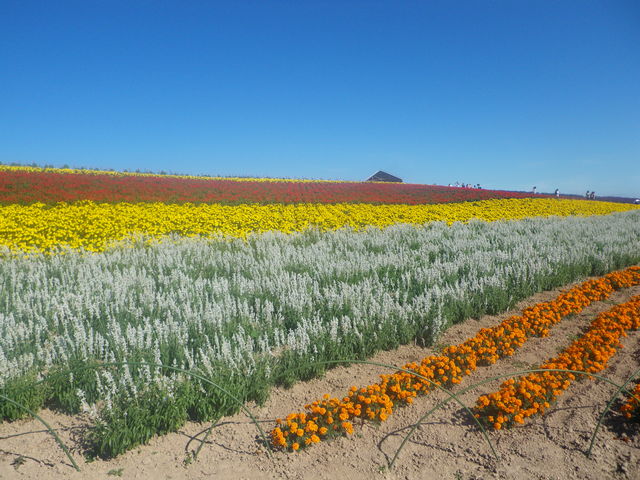 ���낢��ȉ�_�l�G�ʂ̋u