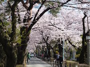 �g�����\����̐R�쉀�̍��̓��e�ʐ^1