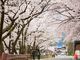 ぽせいとんさんの海津大崎の桜への投稿写真2