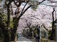 トロムソさんの青山霊園の桜の投稿写真1