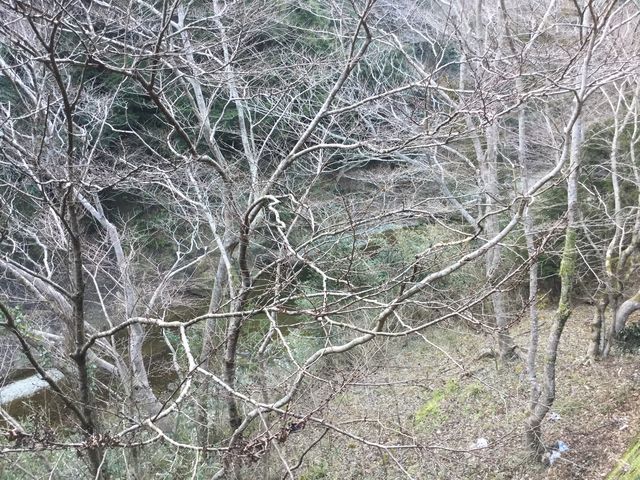 �}�C�a�n�n����̎�����k�J�̓��e�ʐ^1