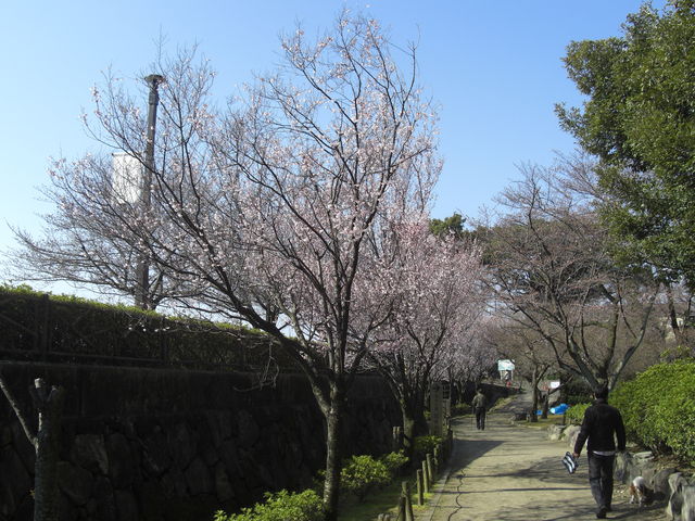 清洲公園の桜 アクセス 営業時間 料金情報 じゃらんnet