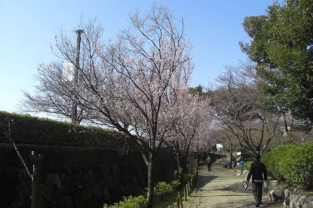 清洲公園の桜 アクセス 営業時間 料金情報 じゃらんnet