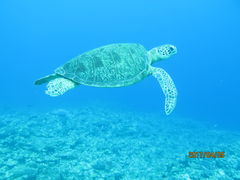 sP̌cǊ(P})C攼cA[X@OPGւ̓eʐ^1