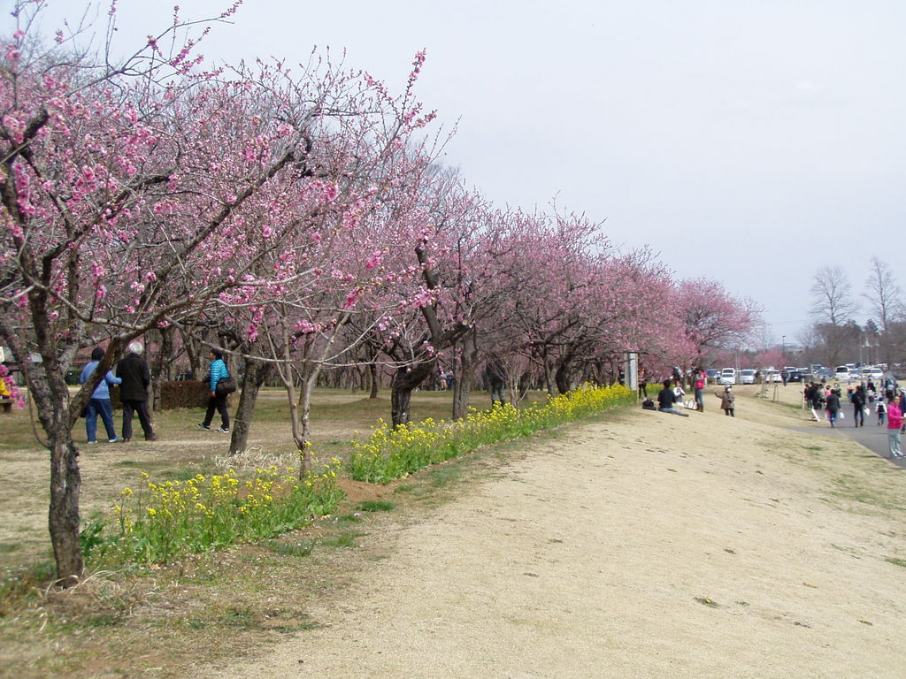 下館駅周辺の公園 庭園ランキングtop10 じゃらんnet