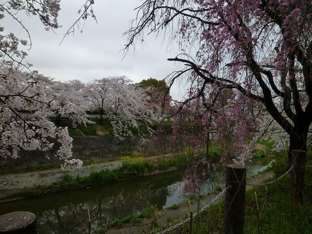 [ɂ͍؂̉Ԃ炫J̍ȂĂ_R̍