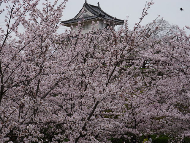 �V��t_�T�R�����̍�