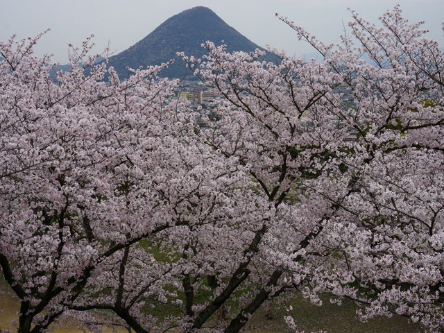 �і�R�ƍ�_�T�R�����̍�