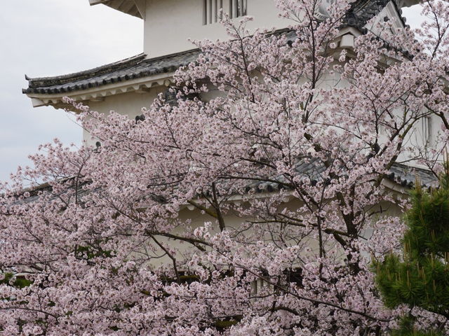 �V��t_�T�R�����̍�