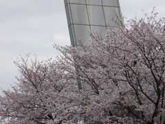道路際の桜です。_上板町技の館
