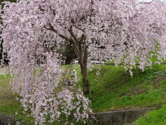 近くに桜シダレザクラです。_上板町技の館