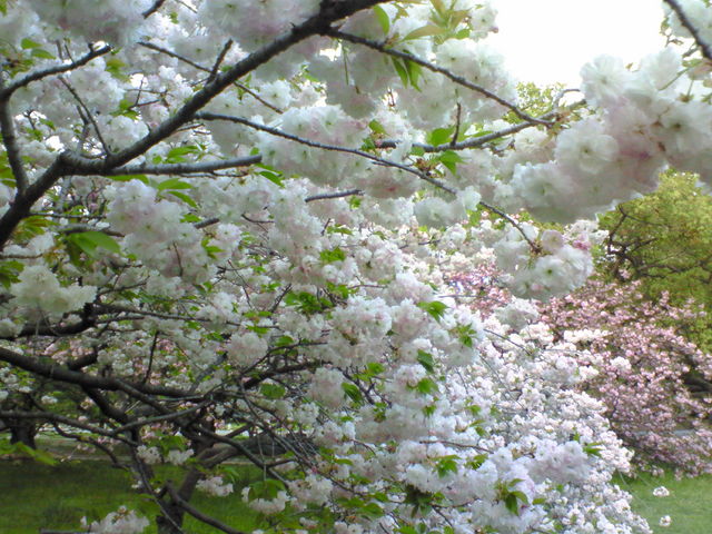 ���d�������Ȃ�̐����炢�Ă��܂����B���̋ߏ��̃I�I�X�X���X�|�b�g�ł����B_���s�䉑