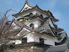 ���ʎj�ՕF����Ղ̎ʐ^1