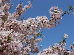 ユウ102さんの鏡山の桜の投稿写真1