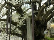 ̂ԂRȖf_Ђ̐_̓eʐ^1