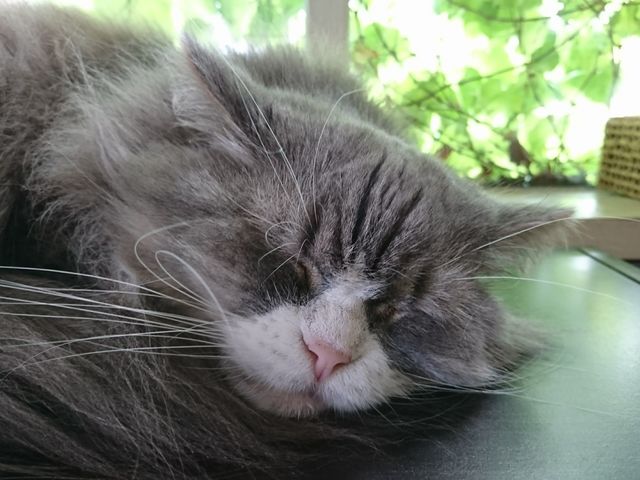 �C�����悳�����ɂ����Q����_�L�J�t�F�@���L