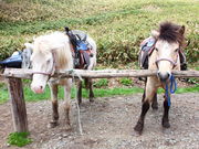 ܂䂵񂳂̔قǂ񂱃t@[̓eʐ^1