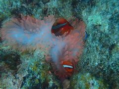 ݂݂̃_CrOVbvKUKURUւ̓eʐ^1