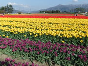 �����݂���̌ܐ�s�̃`���[���b�v�̓��e�ʐ^2