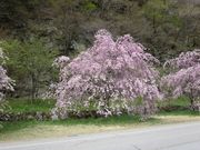 ���ɂ���񂳂�̓Ȕ�����̓��e�ʐ^3