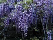 ��䂳��̍��g�c�̓��̓��e�ʐ^1