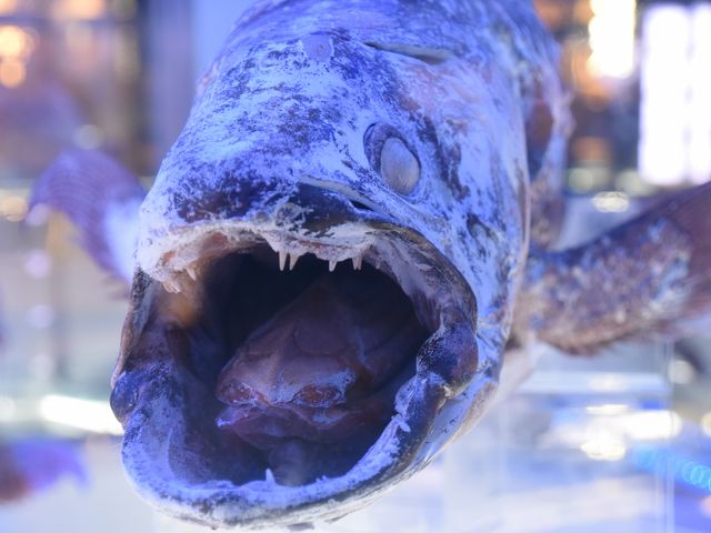 ��I���������Ǝc���Ă܂��B_���Í`�[�C�����ف`�V�[���J���X�E�~���[�W�A���`