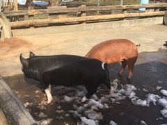 豚がいます - 埼玉種畜牧場 サイボクガーデン緑のひろばのクチコミ