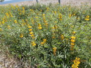 񂳂̔C݂̃[s̓eʐ^1