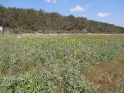 񂳂̔C݂̃[s̓eʐ^2