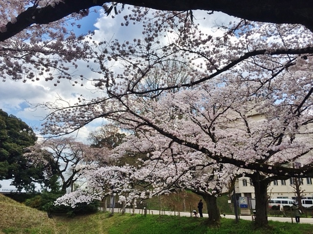 お堀の桜（旧県庁）