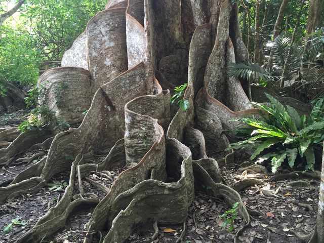 ����S�O�O�N�̃T�L�V�}�X�I�E�m�L_���\��