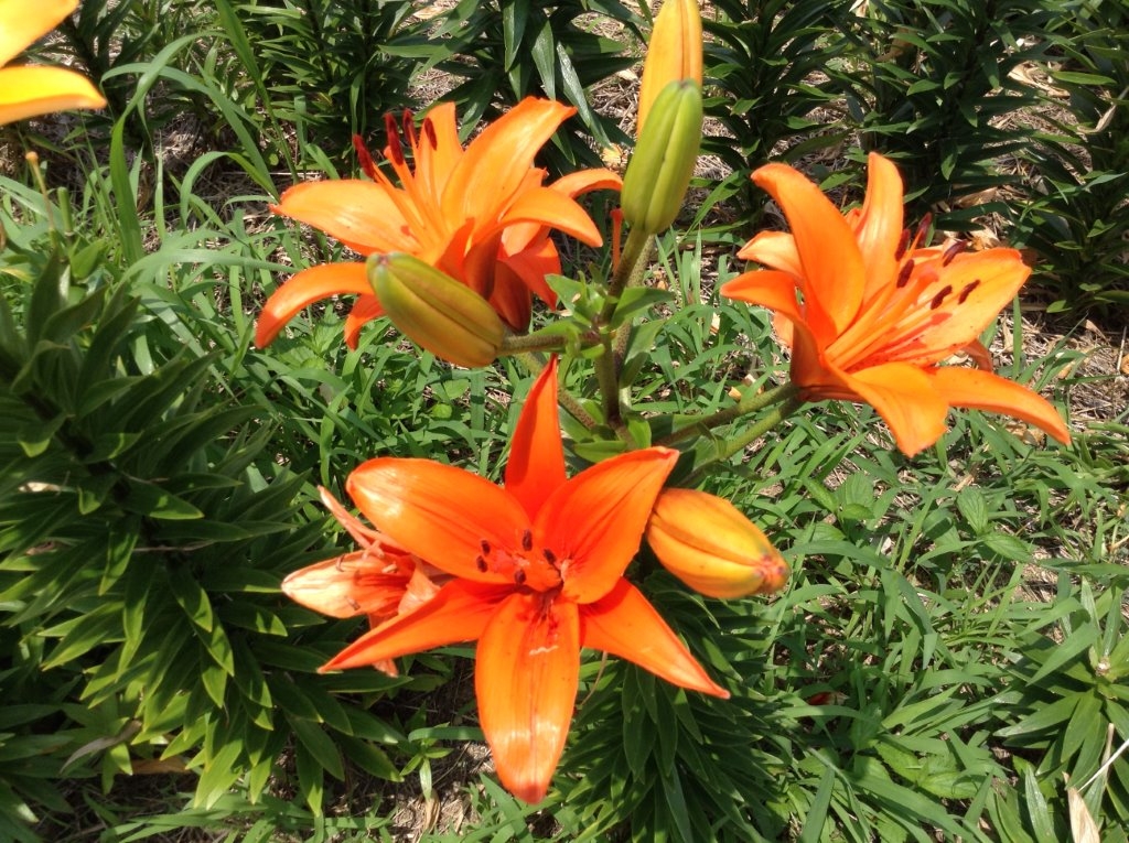 大阪まいしまシーサイドパーク アクセス 営業時間 料金情報 じゃらんnet