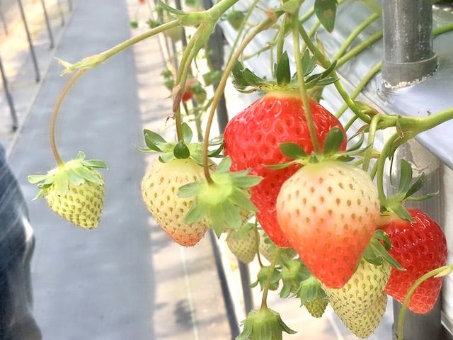 �n�E�X���@������1_Farm U.S.A