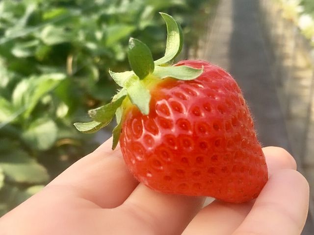 �n�E�X���@������3_Farm U.S.A