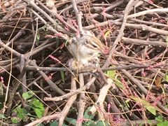 T28������̂������܎s�@�s���̐X�ւ̓��e�ʐ^1