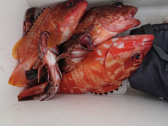 KJuƃAJn^BĂƎhgł܂II_VCHolidayPark]