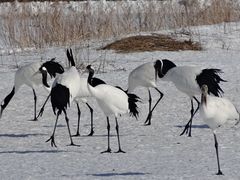 L̒ߋEɓ^`ETN`Aւ̓eʐ^1