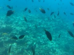 AyabỹEGXg}ւ̓eʐ^1