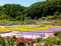 花フェスタ記念公園の写真一覧 じゃらんnet