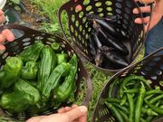 ݂`񂳂̃[̌o[xL[ [Ux[ac̓eʐ^1