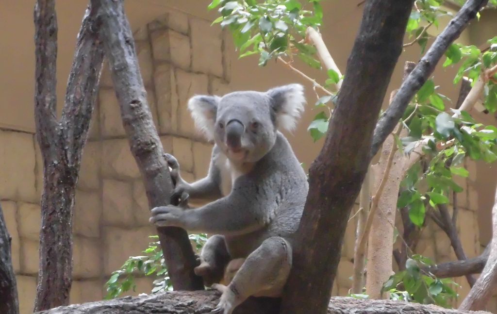 東山動植物園