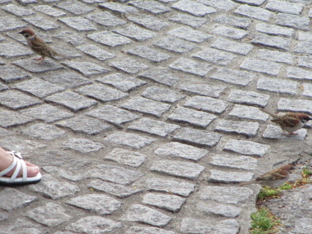 JXȂʃXY_Ă܂_EłQԖڂɂĂăpACX@ٌX