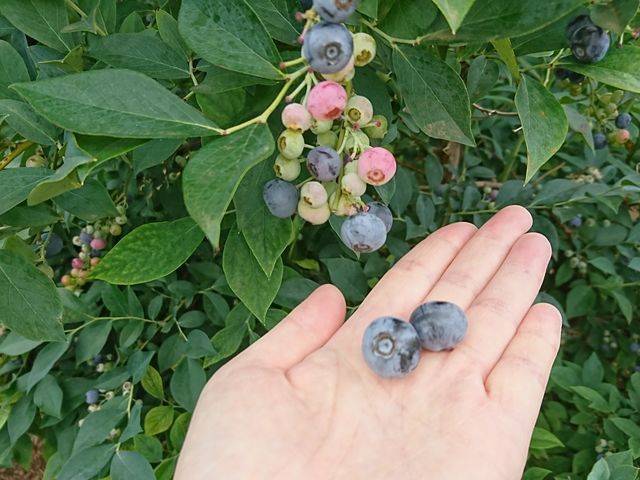 �傫���ĊÂ��ł��B_�^�s���u���[�x���[��