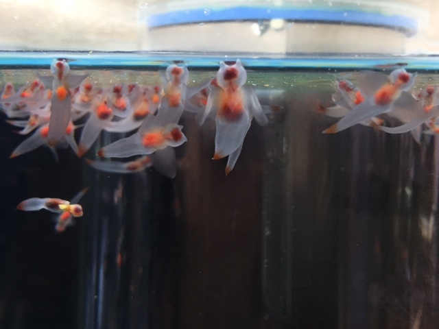 �N���I�l_�I�z�[�c�N���X��