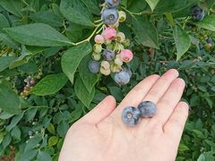 񂶂񂳂̐^su[x[ւ̓eʐ^1