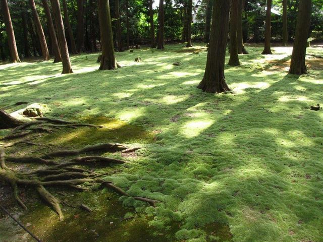 唐招提寺】アクセス・営業時間・料金情報 - じゃらんnet 唐招提寺】アクセス・営業時間・料金情報 - じゃらんnet