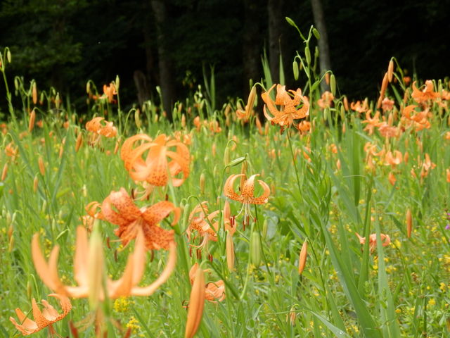 ken̕P쌹RT iP쌹EeCj̓eʐ^1